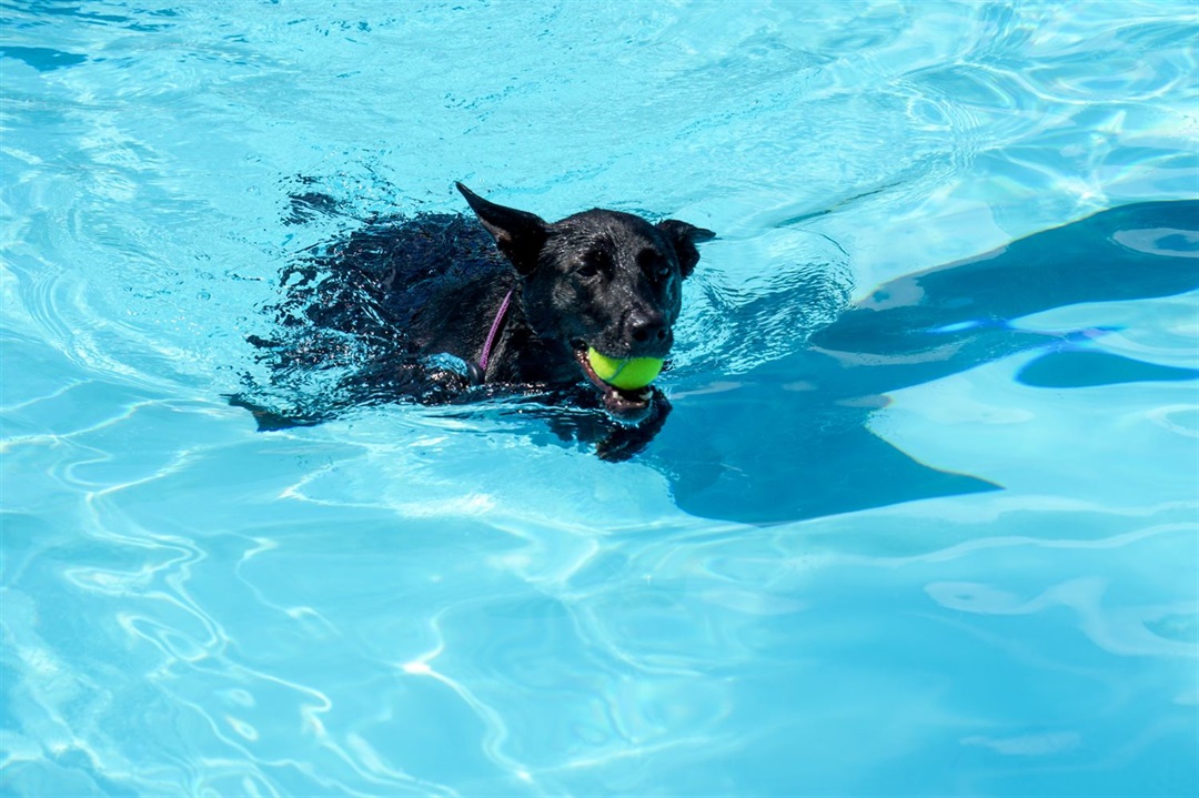 Dogs of all sizes enjoy a refreshing splash at the Wag 'n' Wade Dog Swim event.