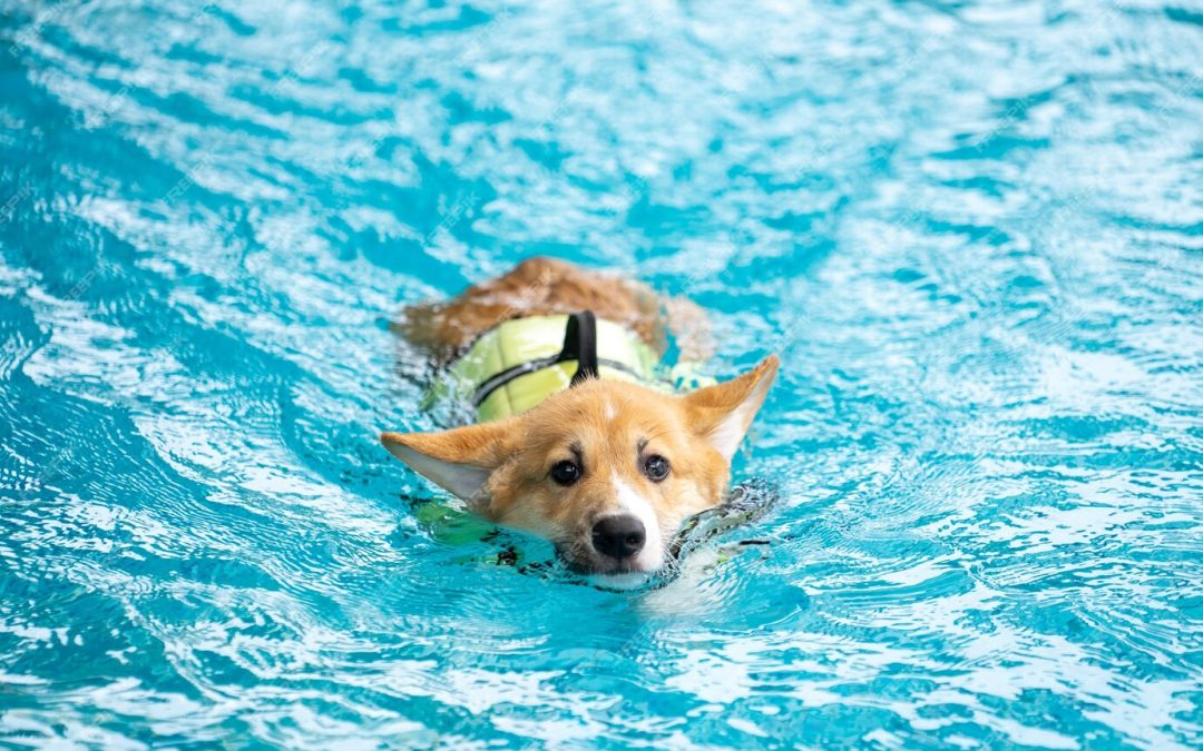 Grand Rapids Parks & Recreation Hosts Free Dog Swim Event